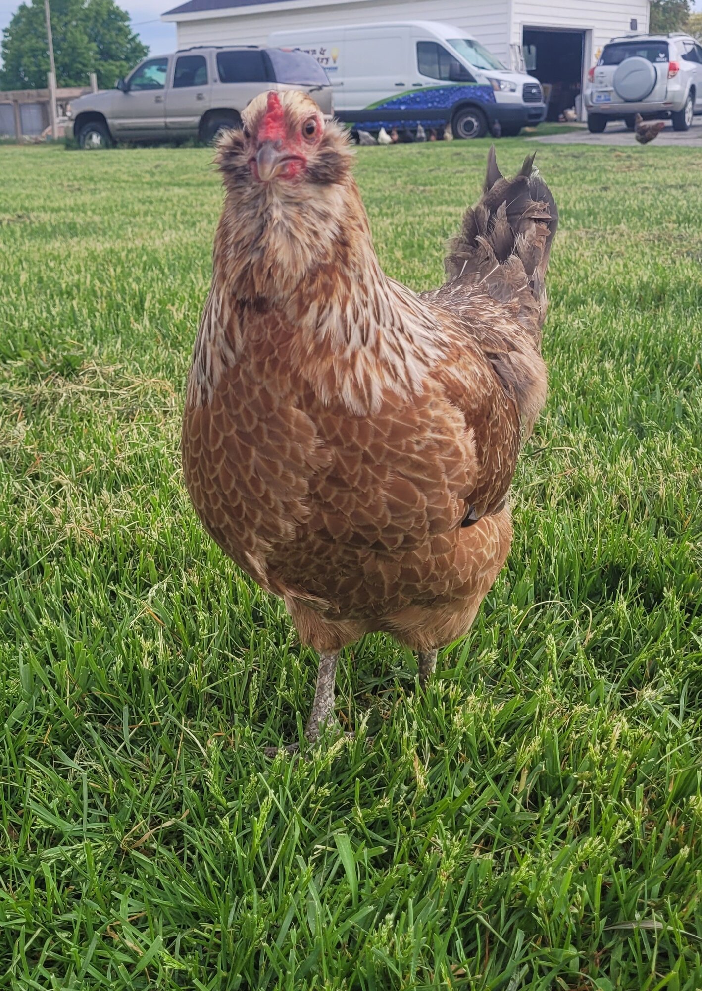 Glory BackYard Chickens Learn How to Raise Chickens