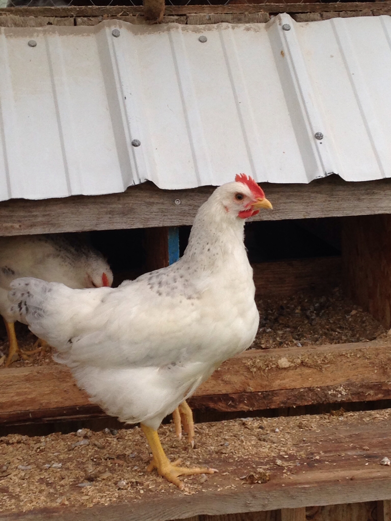 Growing fast! Delaware Rooster BackYard Chickens Learn How to Raise