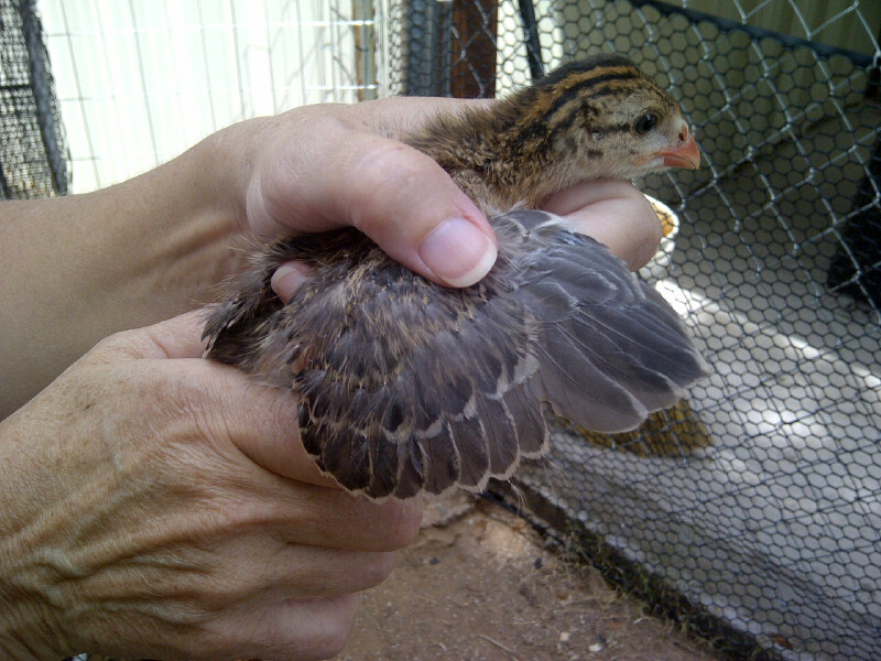 guineas BackYard Chickens Learn How to Raise Chickens