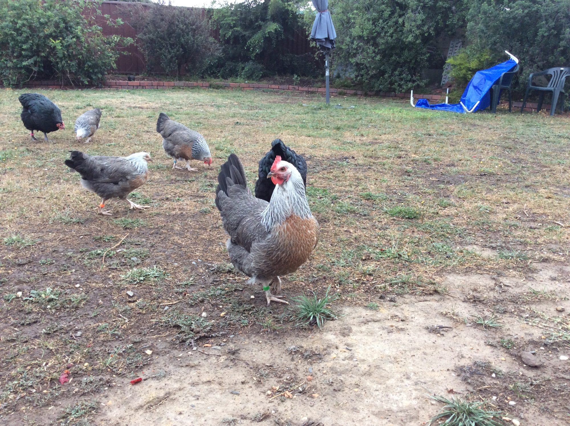Hazel BackYard Chickens Learn How to Raise Chickens