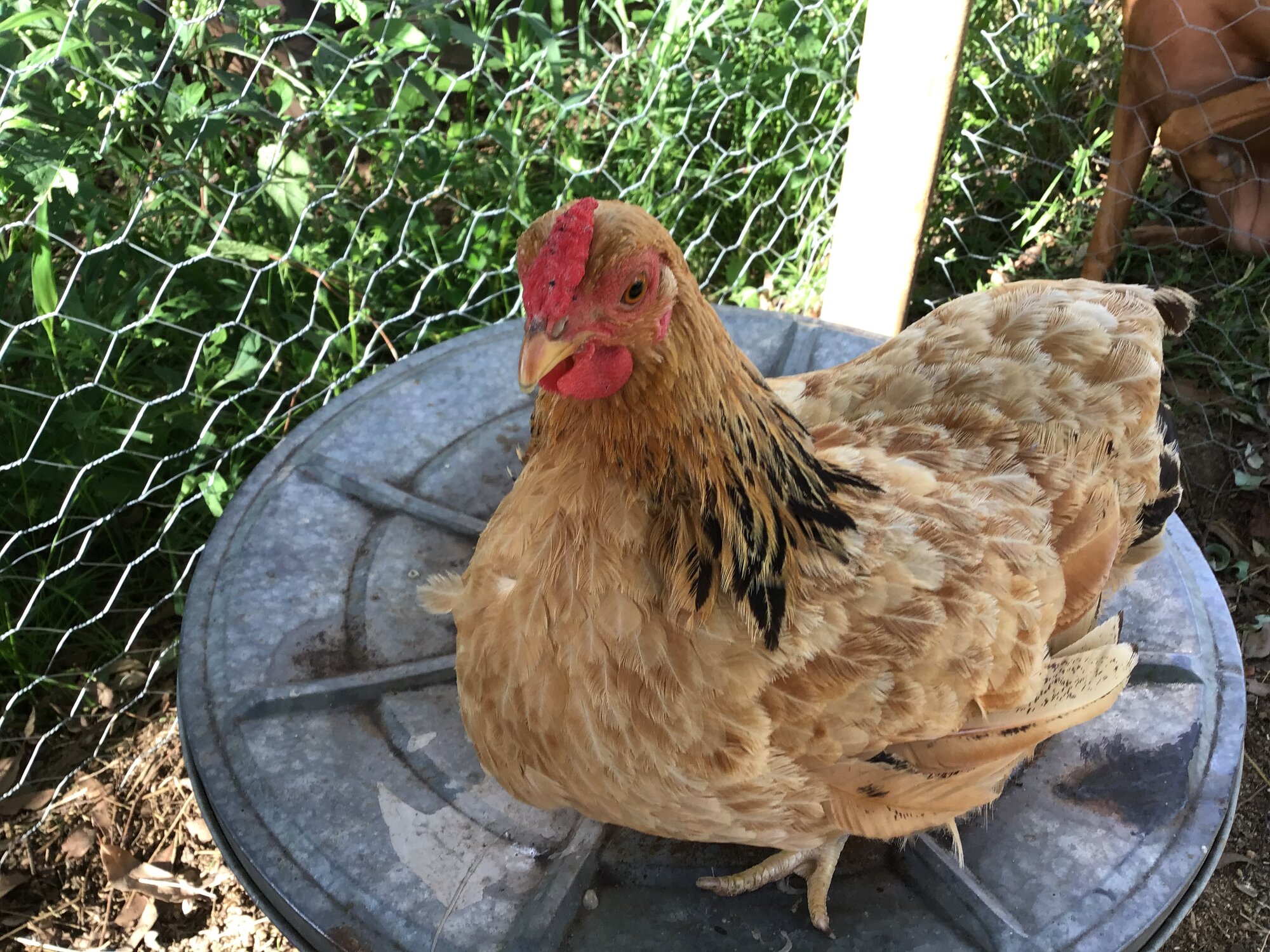Honey BackYard Chickens Learn How to Raise Chickens