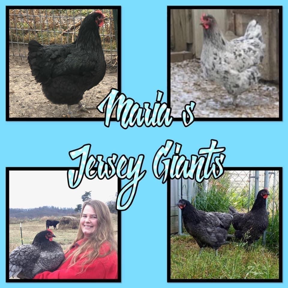 IMG_1500.jpeg BackYard Chickens Learn How to Raise Chickens