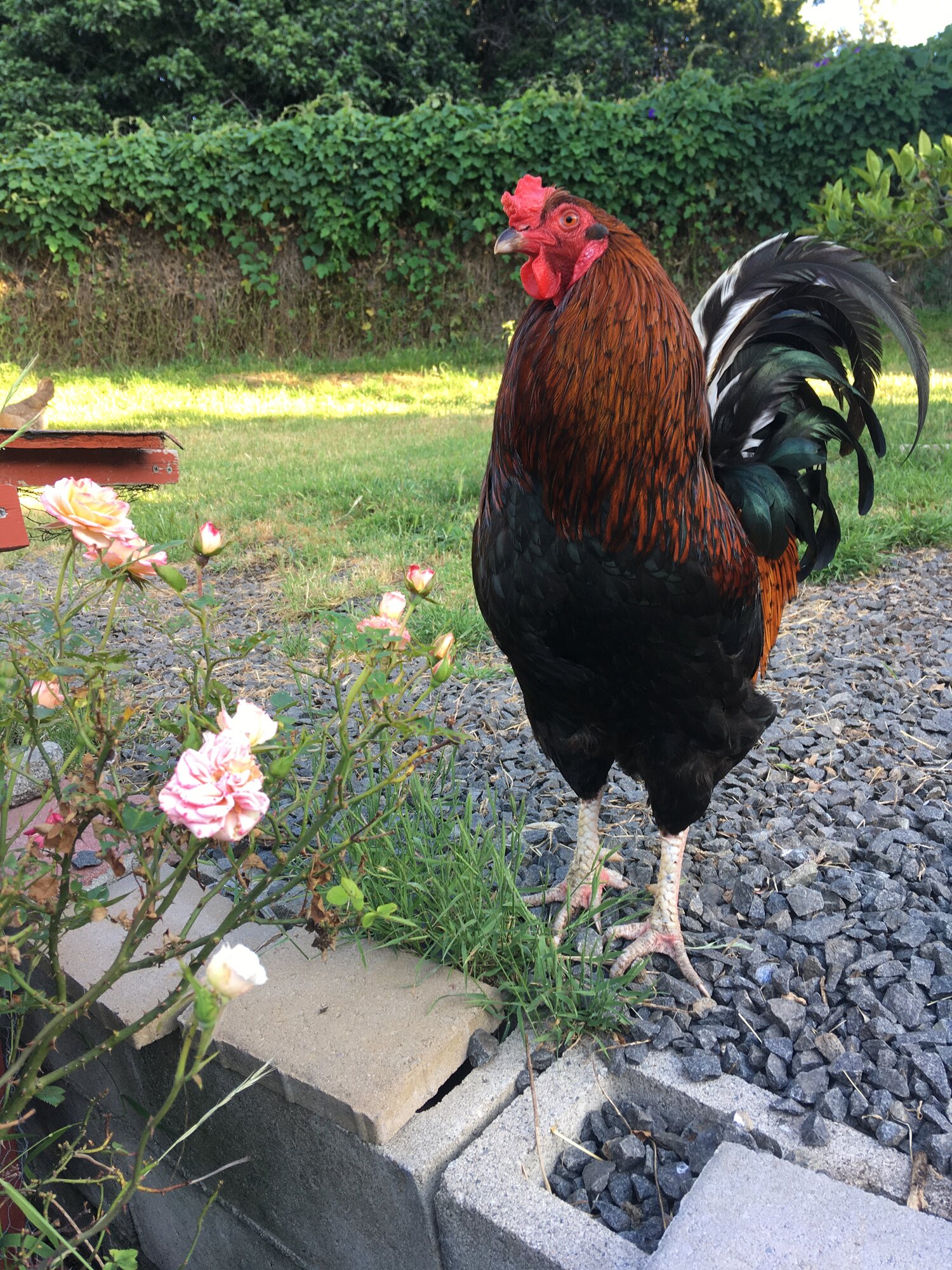Iris BackYard Chickens Learn How to Raise Chickens