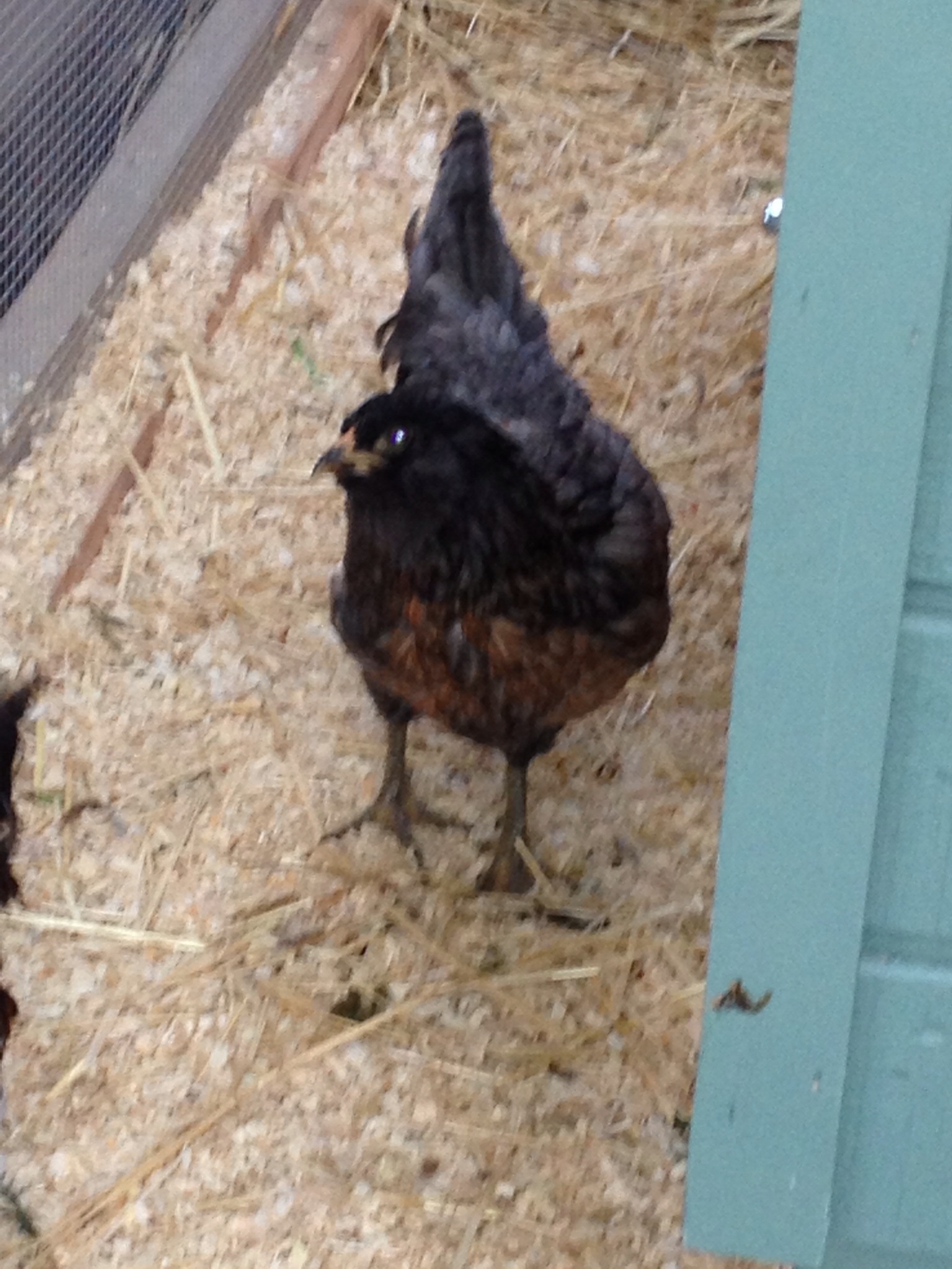 Ivy BackYard Chickens Learn How to Raise Chickens