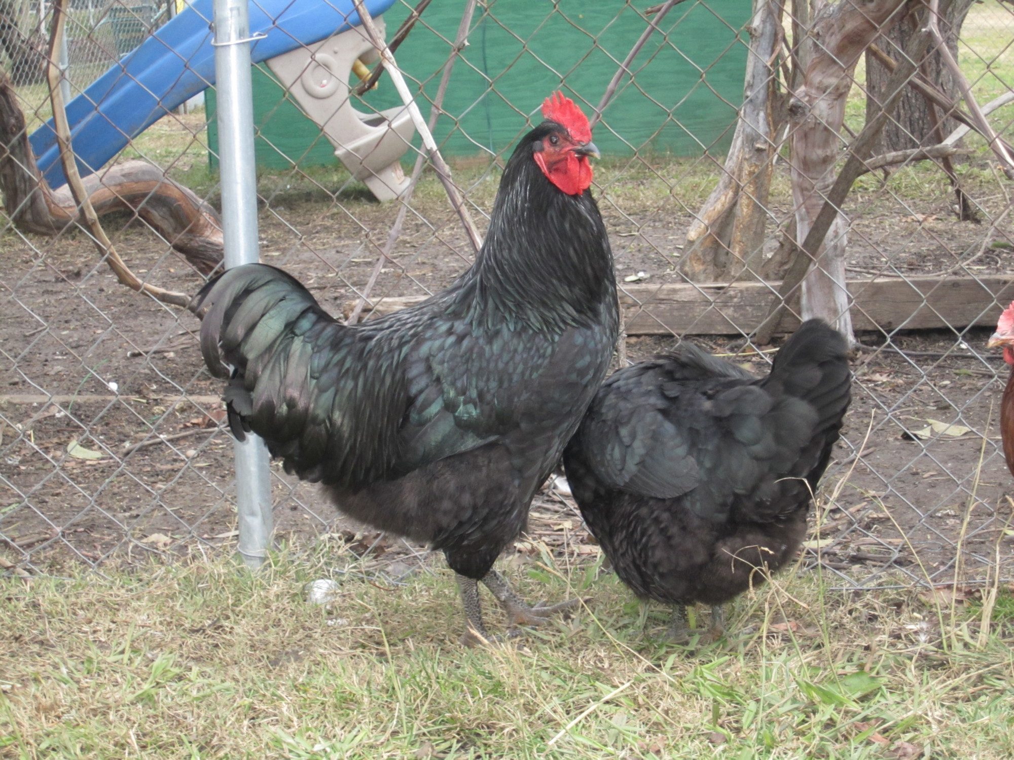 Jersey Giant Rooster BackYard Chickens Learn How to Raise Chickens