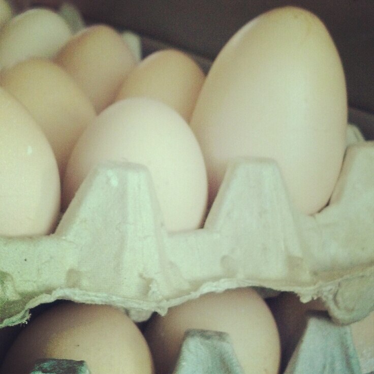 Jumbo egg! BackYard Chickens Learn How to Raise Chickens