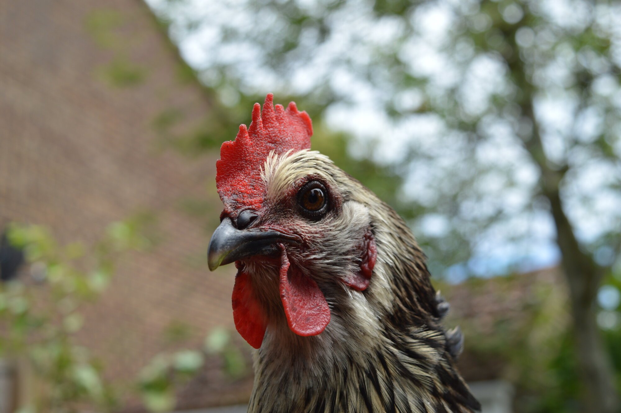 Katie1 BackYard Chickens Learn How to Raise Chickens