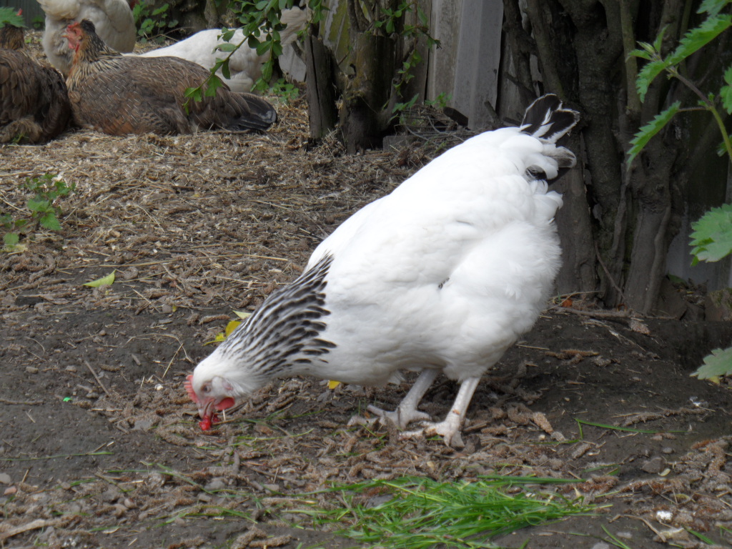 Lily BackYard Chickens Learn How to Raise Chickens