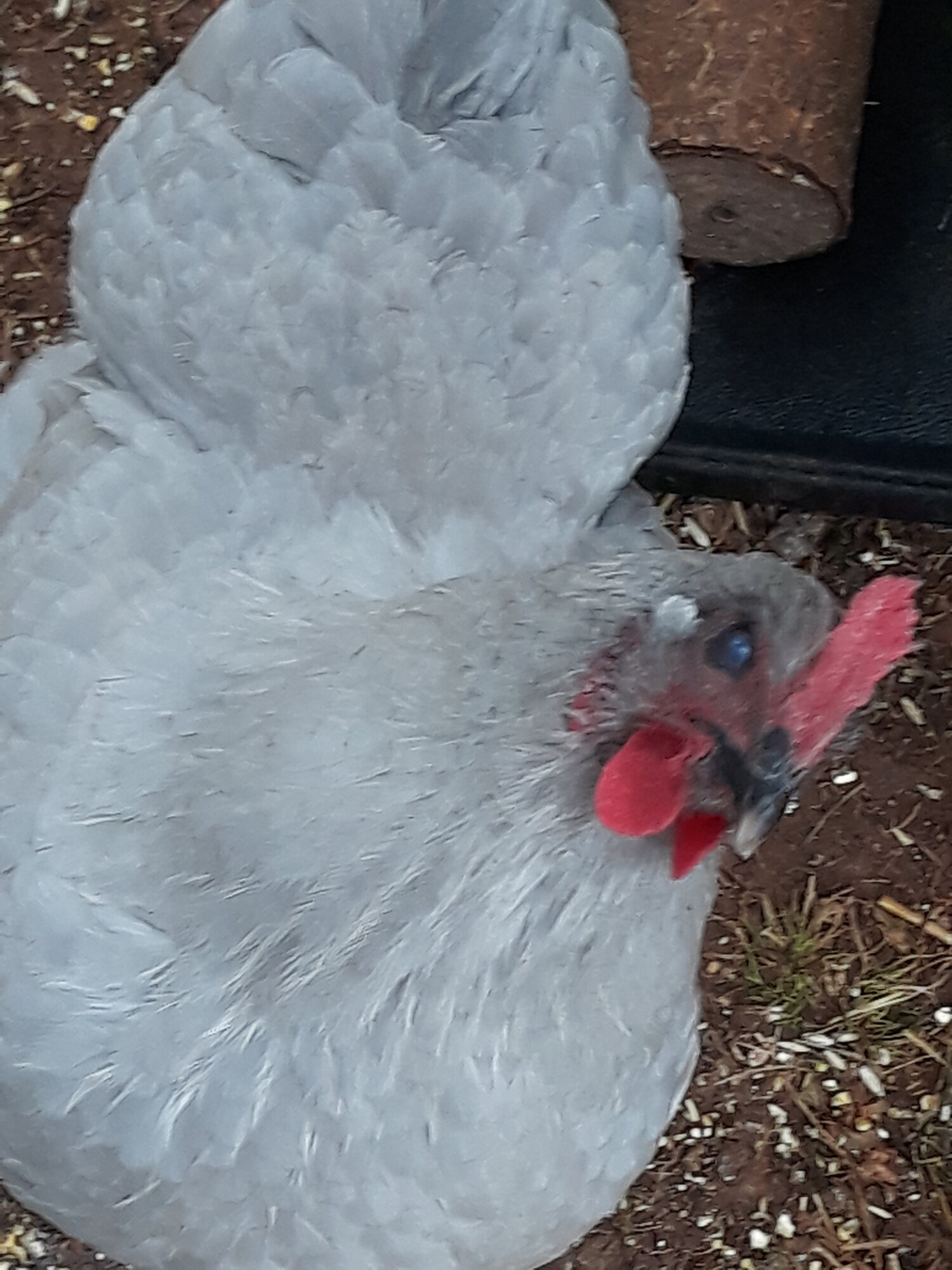 Magnolia BackYard Chickens Learn How to Raise Chickens