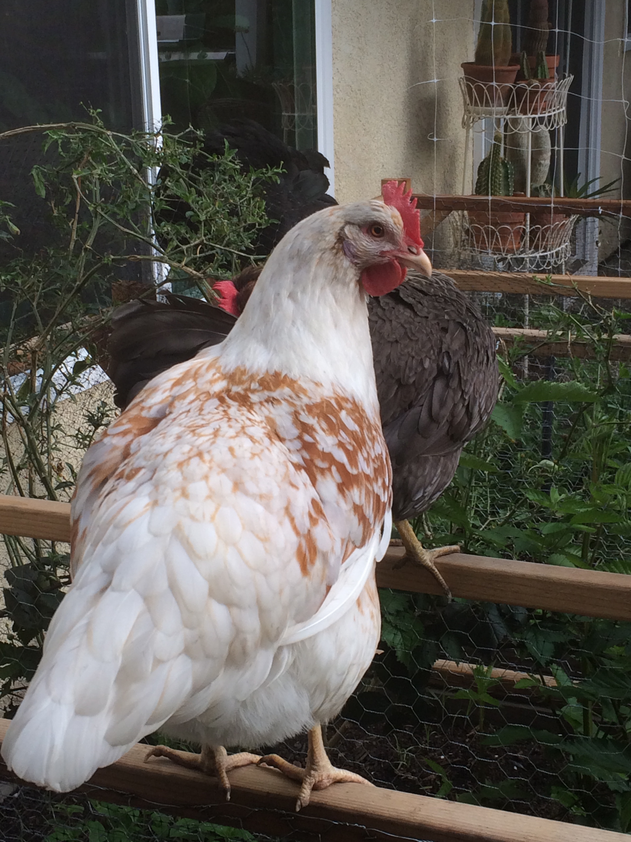Marigold. BackYard Chickens Learn How to Raise Chickens