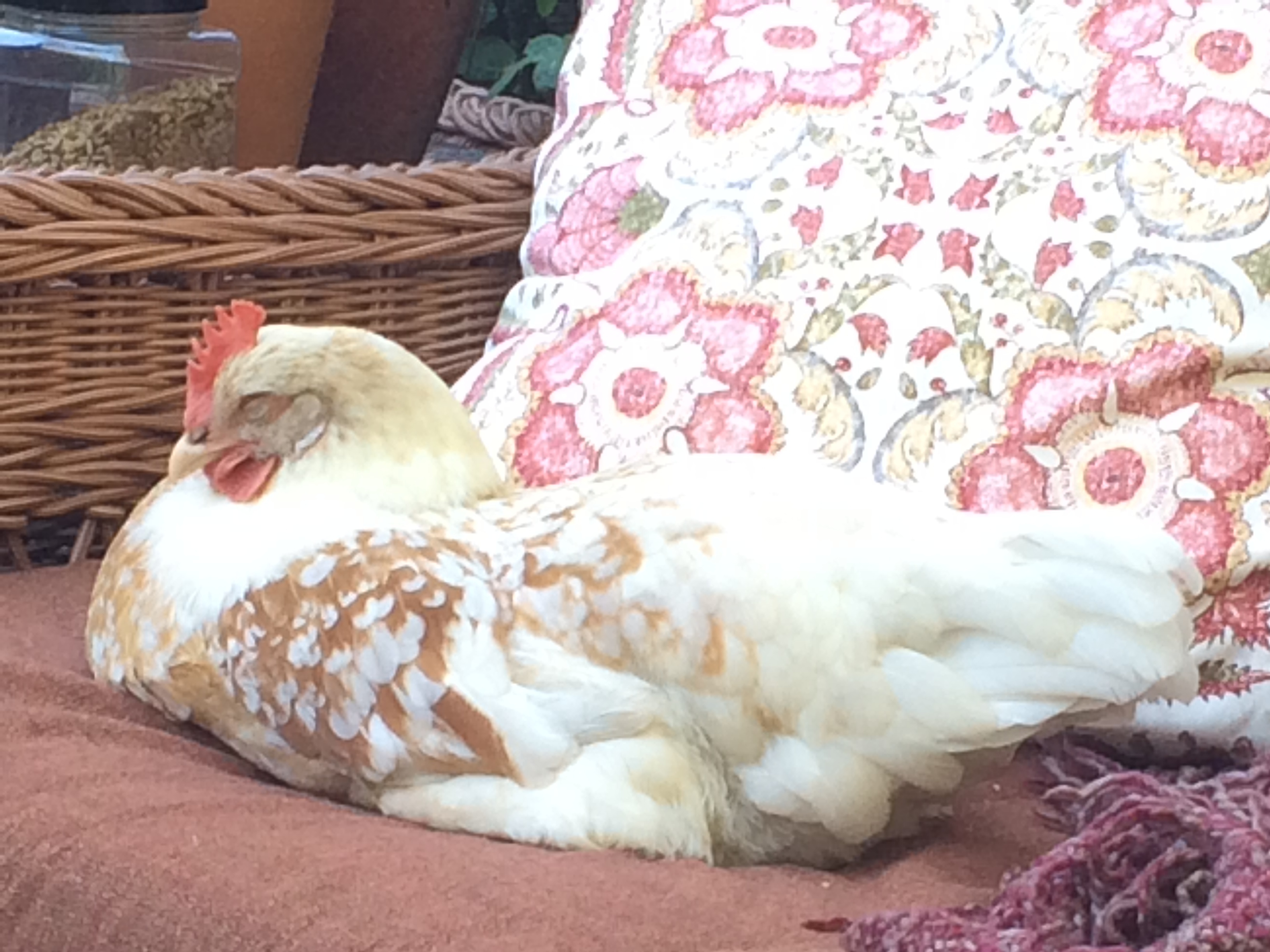 Marigold BackYard Chickens Learn How to Raise Chickens