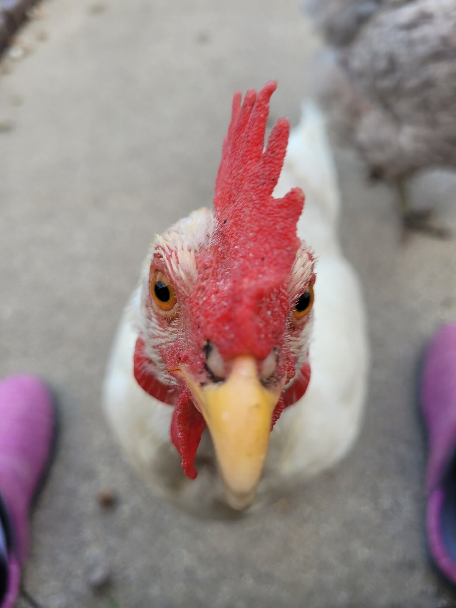 Marigold BackYard Chickens Learn How to Raise Chickens