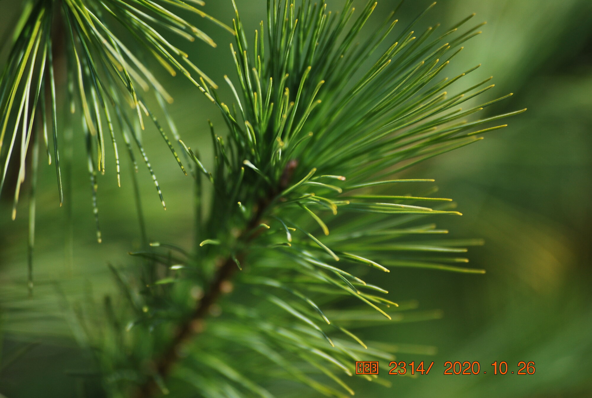My favorite Pine tree! BackYard Chickens Learn How to Raise Chickens