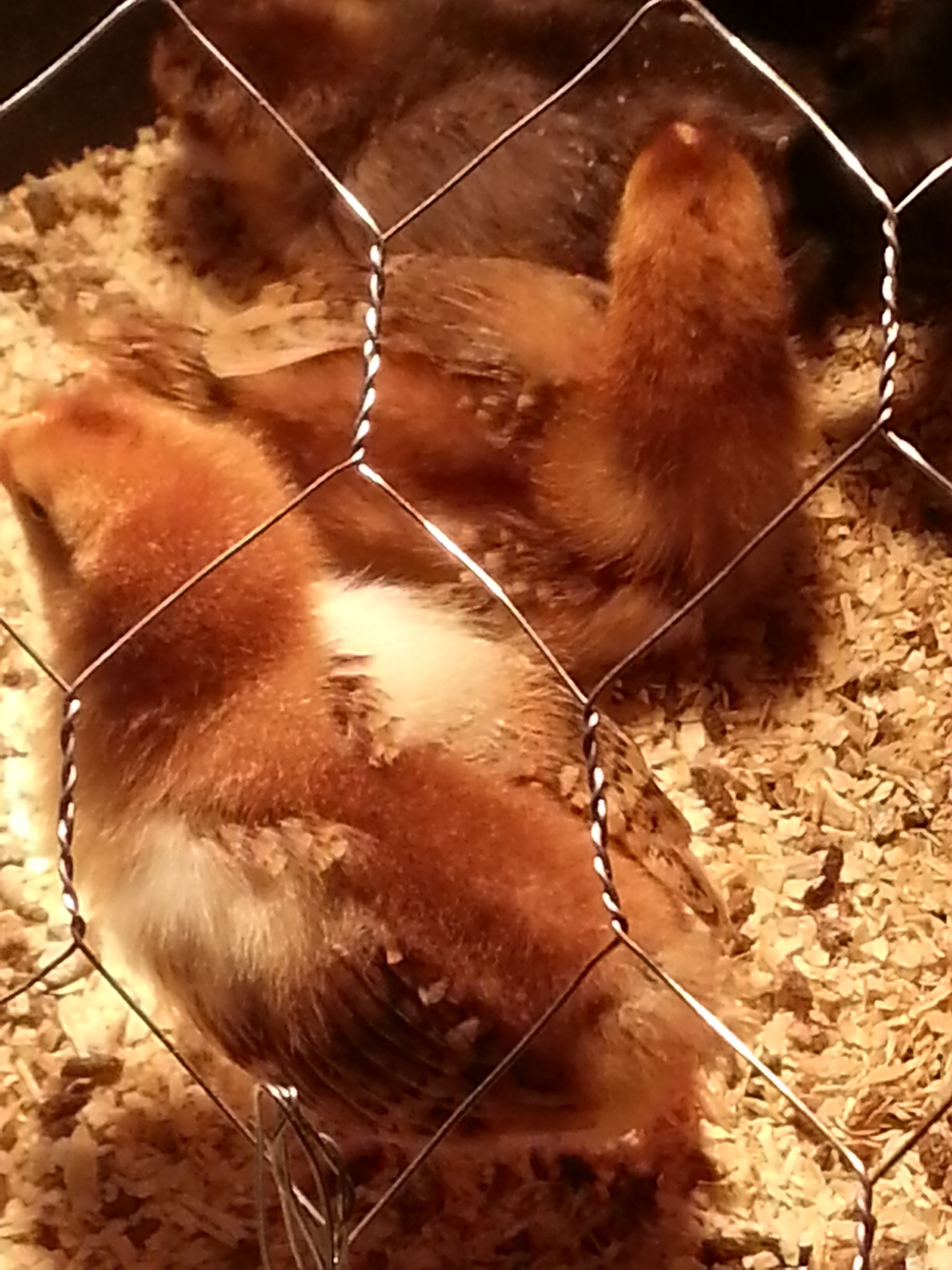 my first brood BackYard Chickens Learn How to Raise Chickens