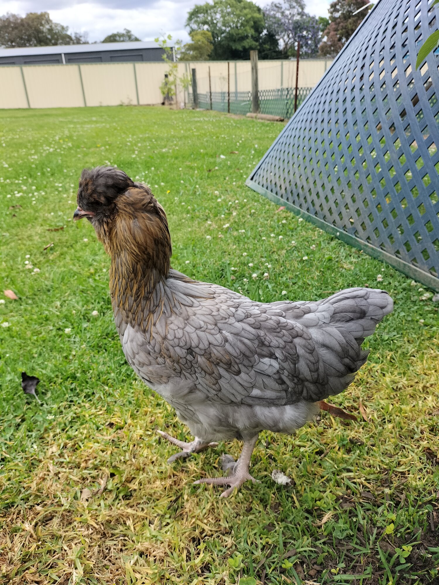 Olive egger BackYard Chickens Learn How to Raise Chickens