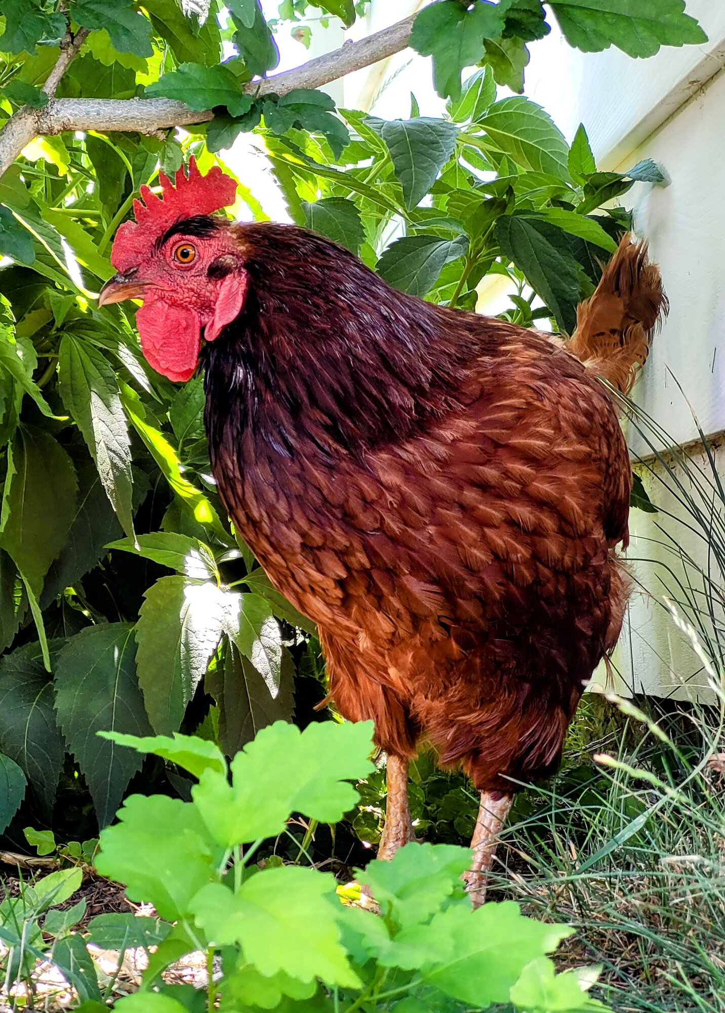 Paprika BackYard Chickens Learn How to Raise Chickens