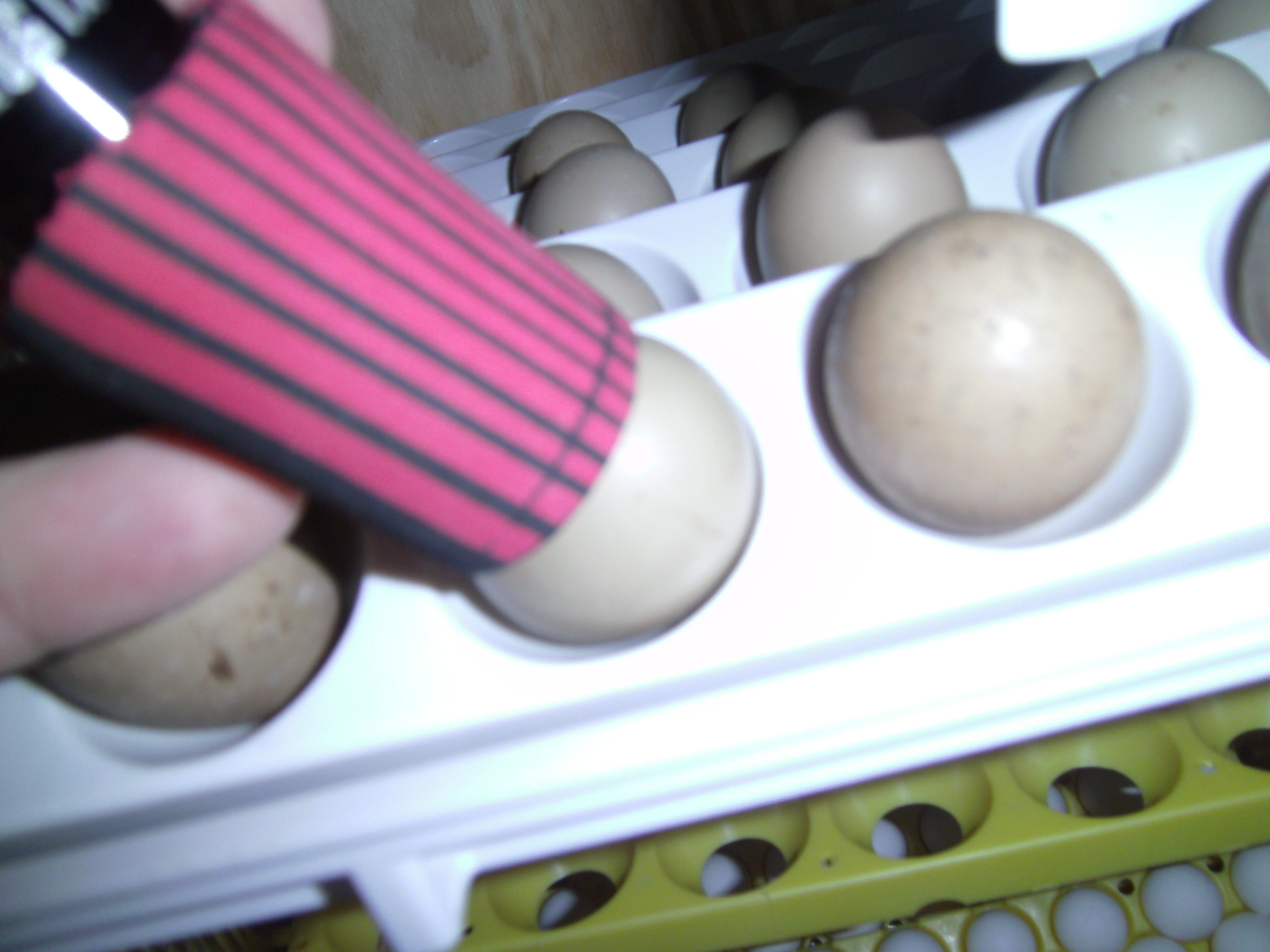 pheasant egg candling BackYard Chickens Learn How to Raise Chickens