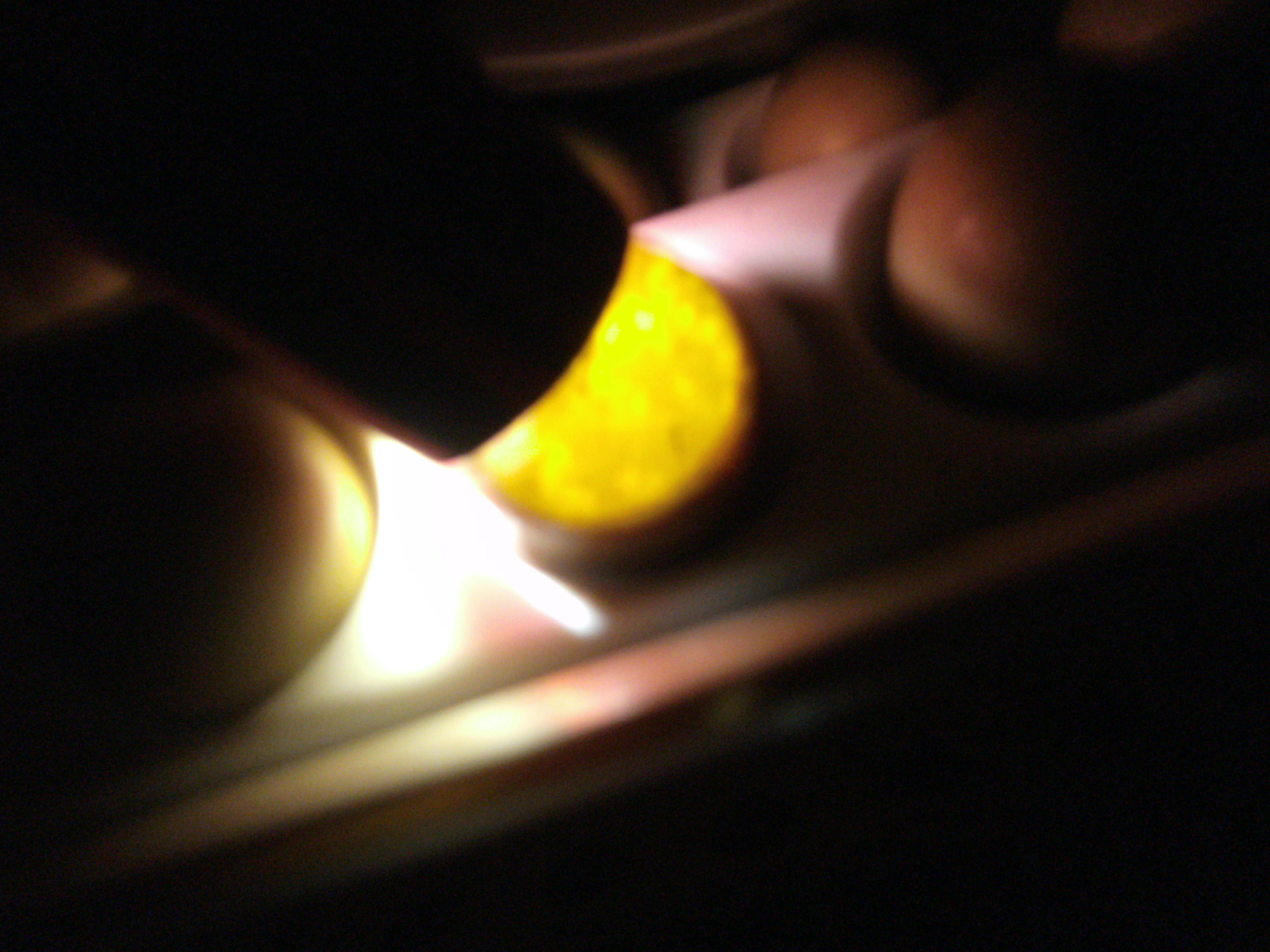 pheasant egg candling BackYard Chickens Learn How to Raise Chickens