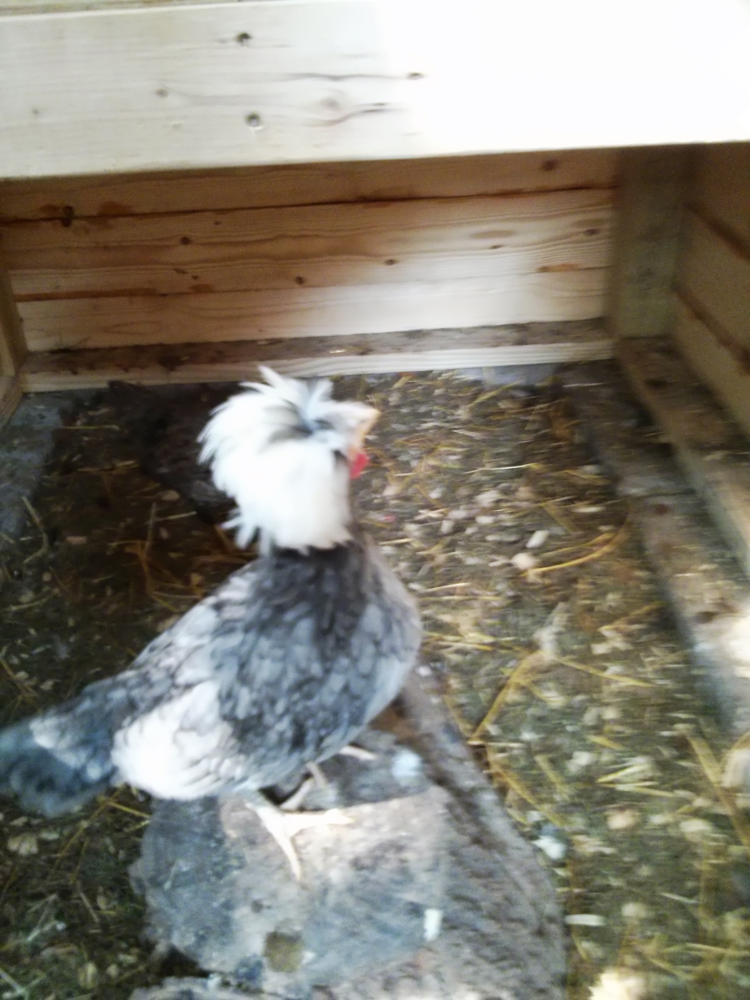 Polish BackYard Chickens Learn How to Raise Chickens