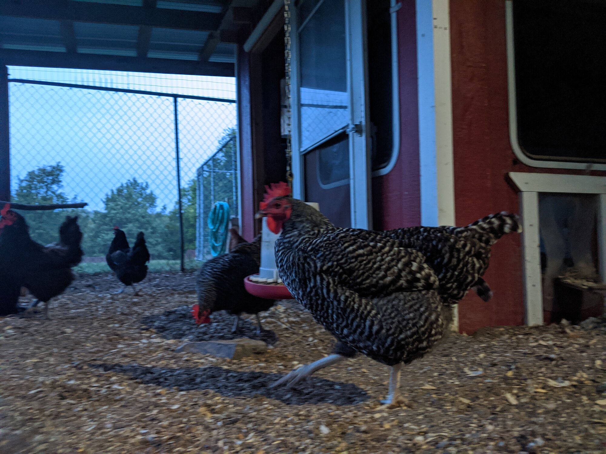"poultry in motion' BackYard Chickens Learn How to Raise Chickens