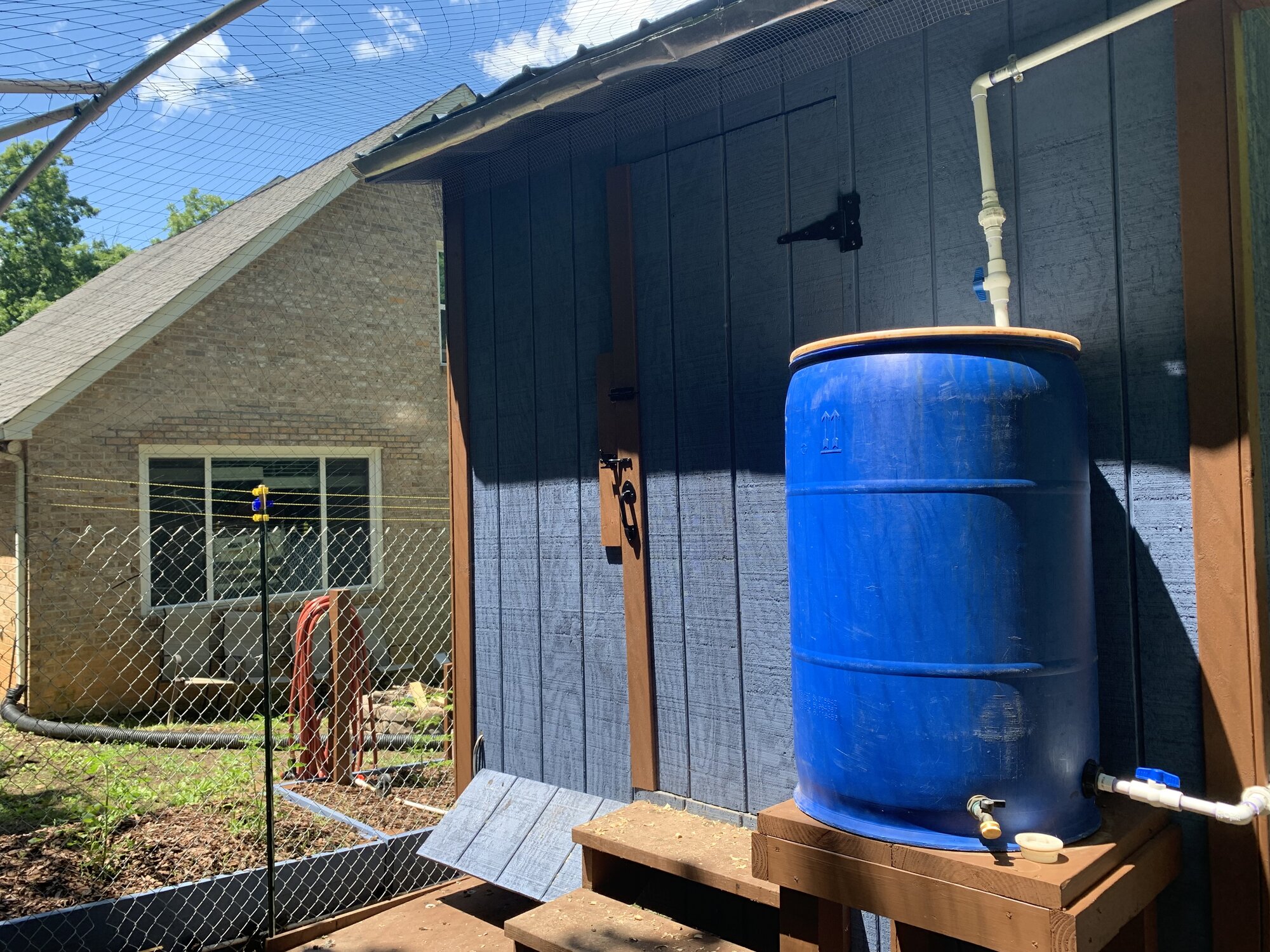 Rainwater barrel BackYard Chickens Learn How to Raise Chickens