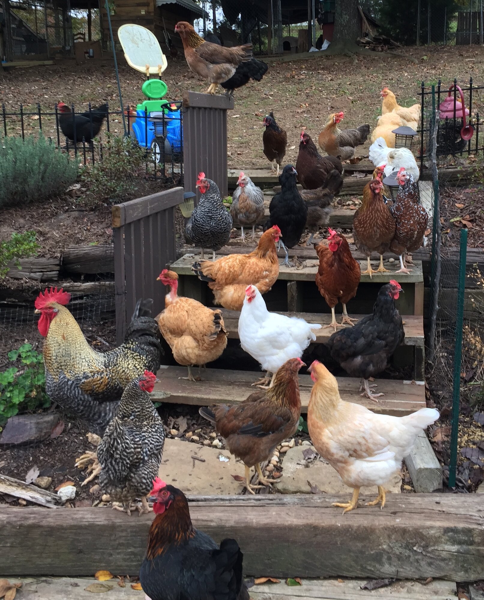 Rusty at 42 weeks BackYard Chickens Learn How to Raise Chickens