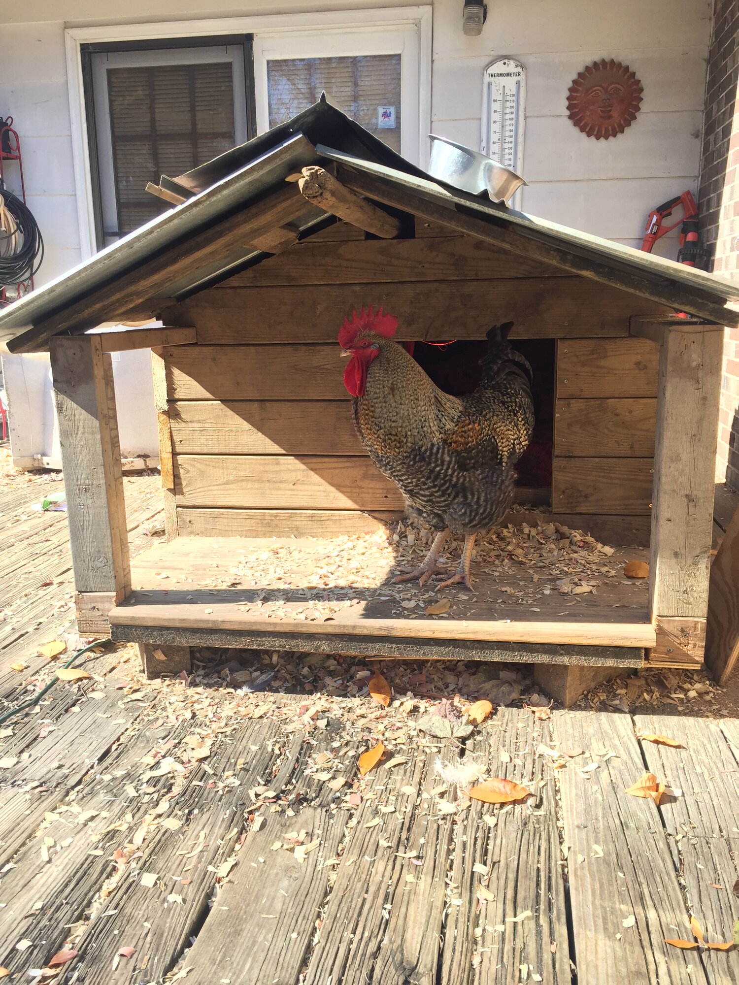 Rusty at 44 weeks BackYard Chickens Learn How to Raise Chickens
