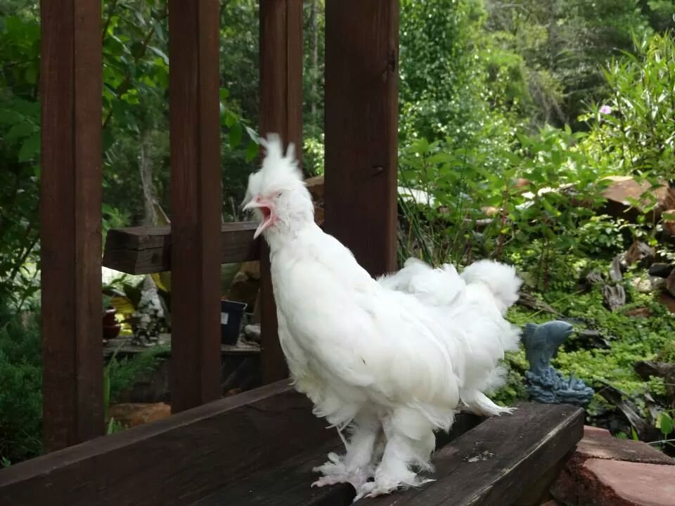 Sultan Rooster 8 weeks old. BackYard Chickens Learn How to Raise