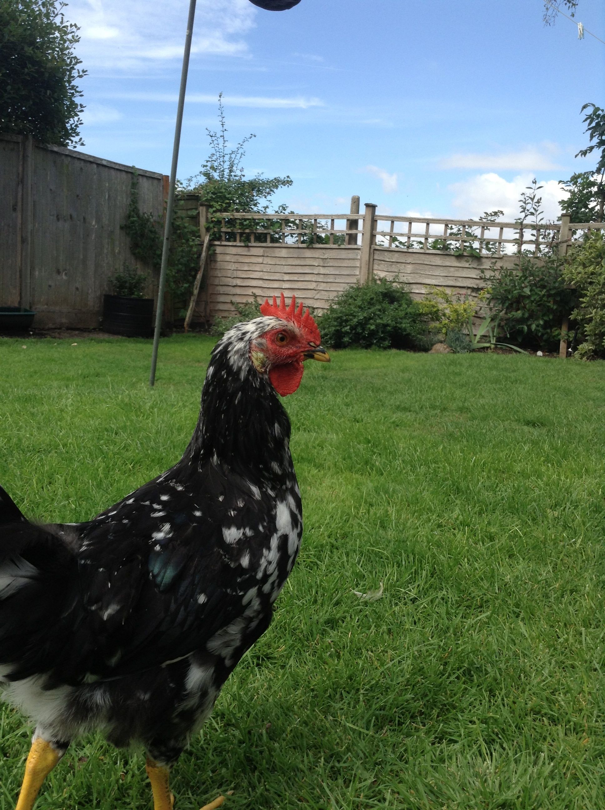 Zen BackYard Chickens Learn How to Raise Chickens