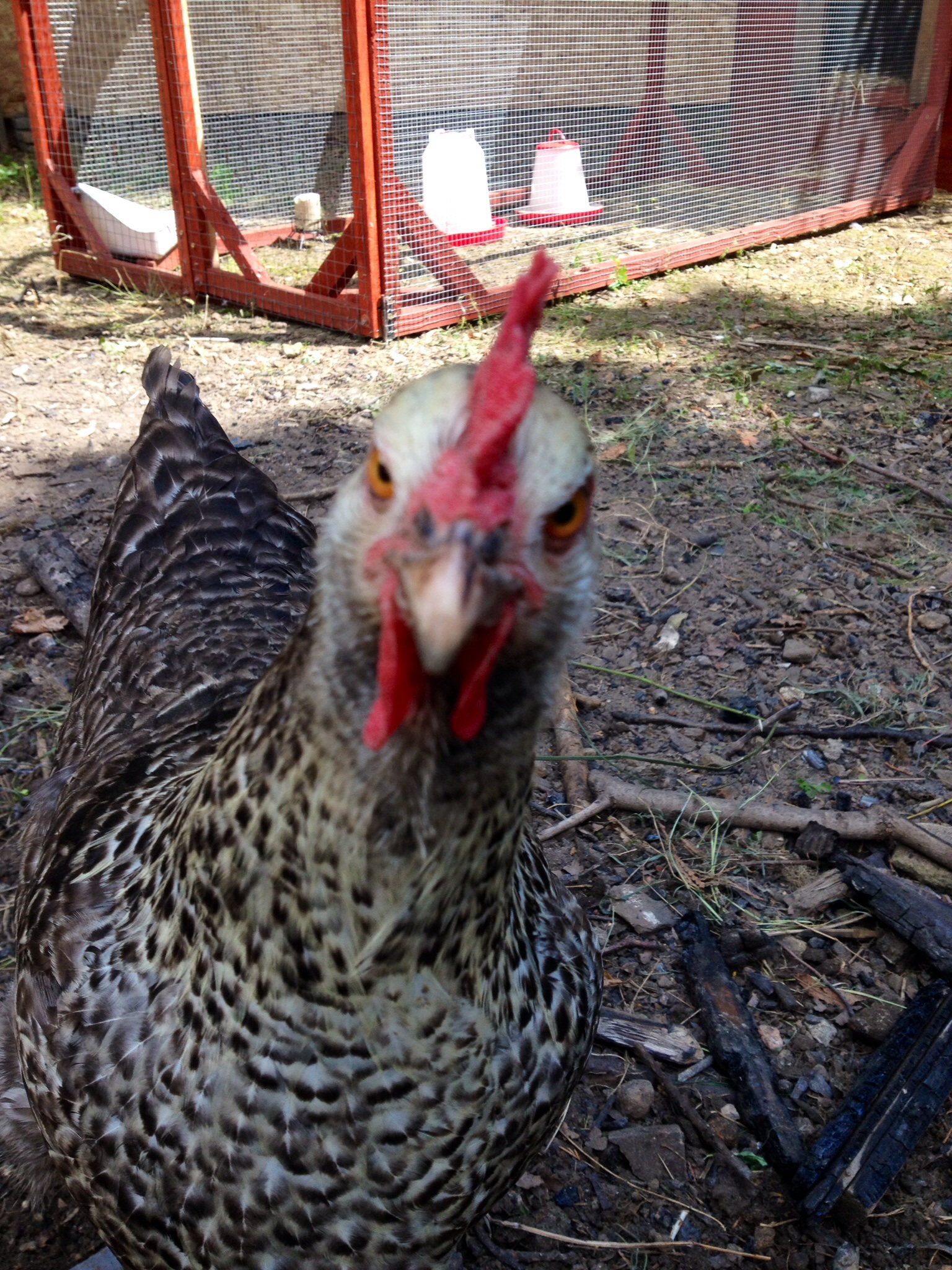Zoom BackYard Chickens Learn How to Raise Chickens