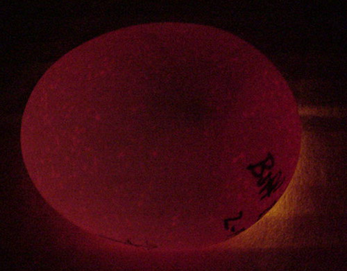 How To Make A Homemade Egg Candler Using Common Household Materials