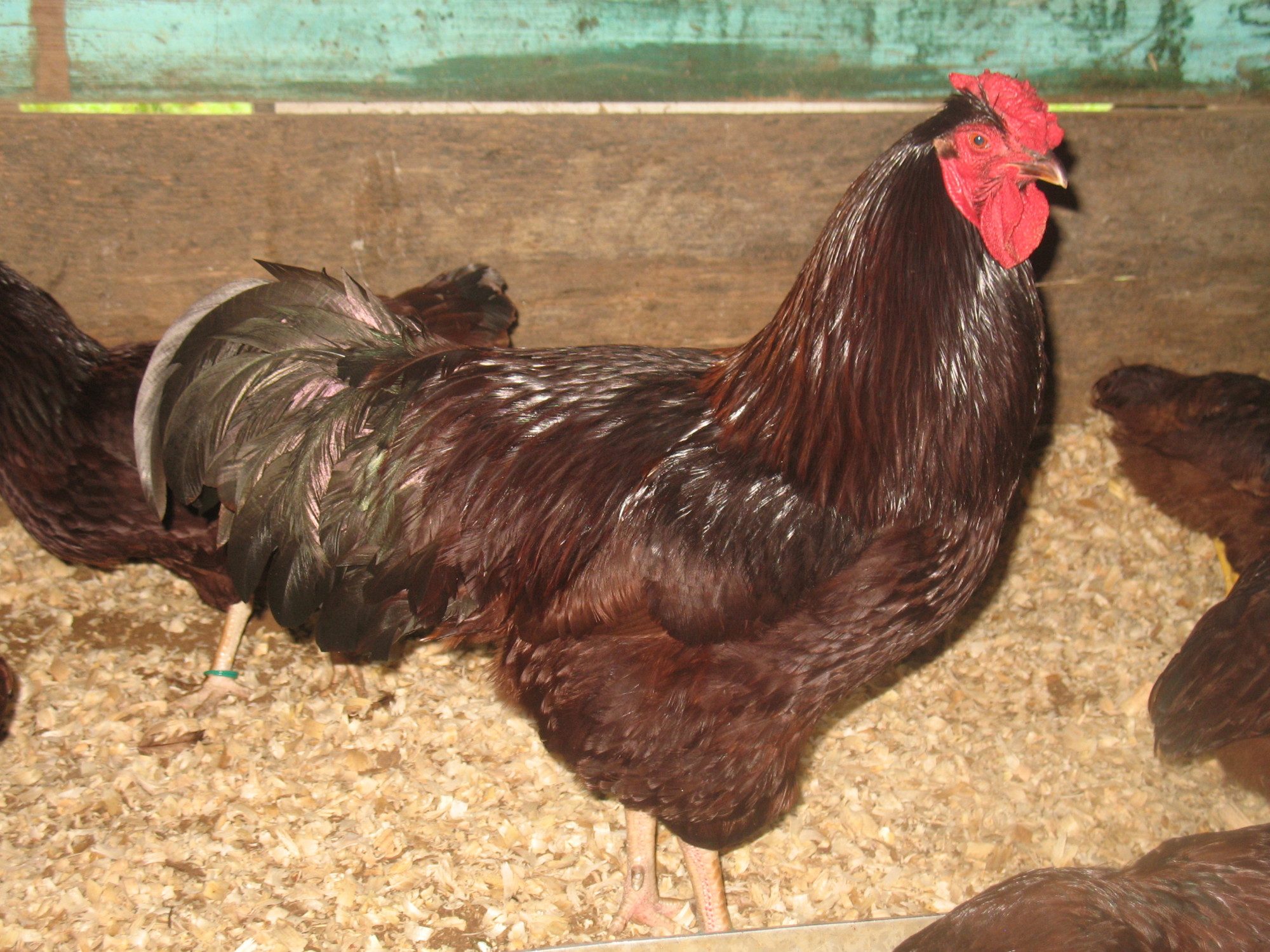 Rhode Island Red BackYard Chickens Learn How to Raise Chickens