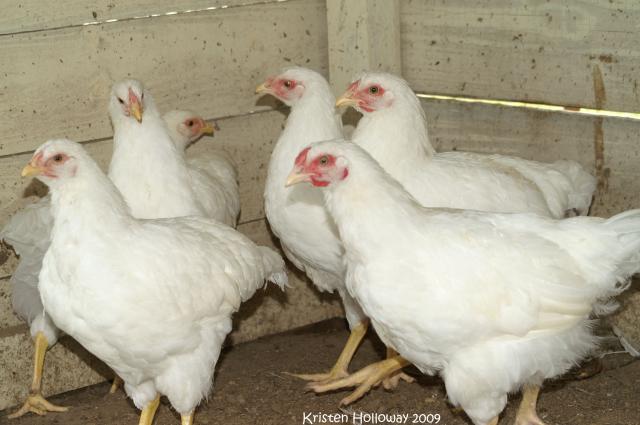 Rhode Island White BackYard Chickens Learn How to Raise Chickens