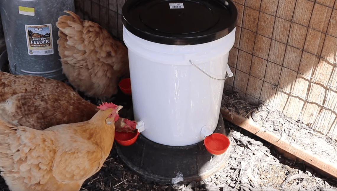 Do Chickens Need Food And Water In Their Coop At Night BackyardChickensHQ