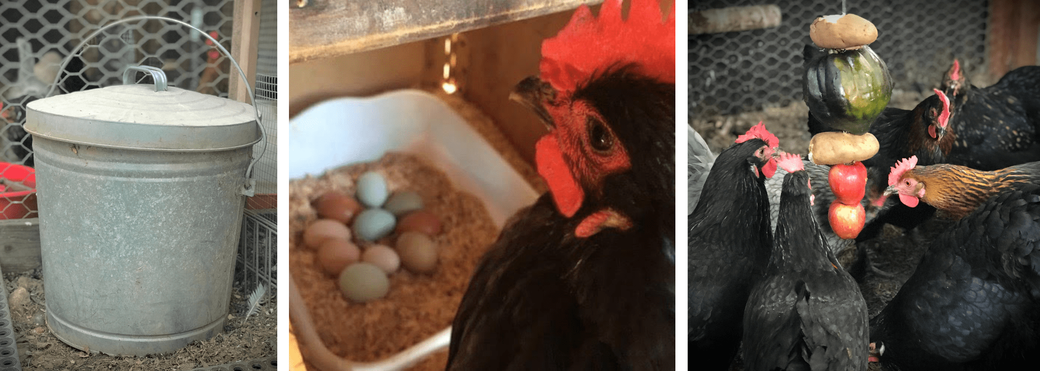 11 Important Chicken Supplies You Need to Raise Happier Chickens