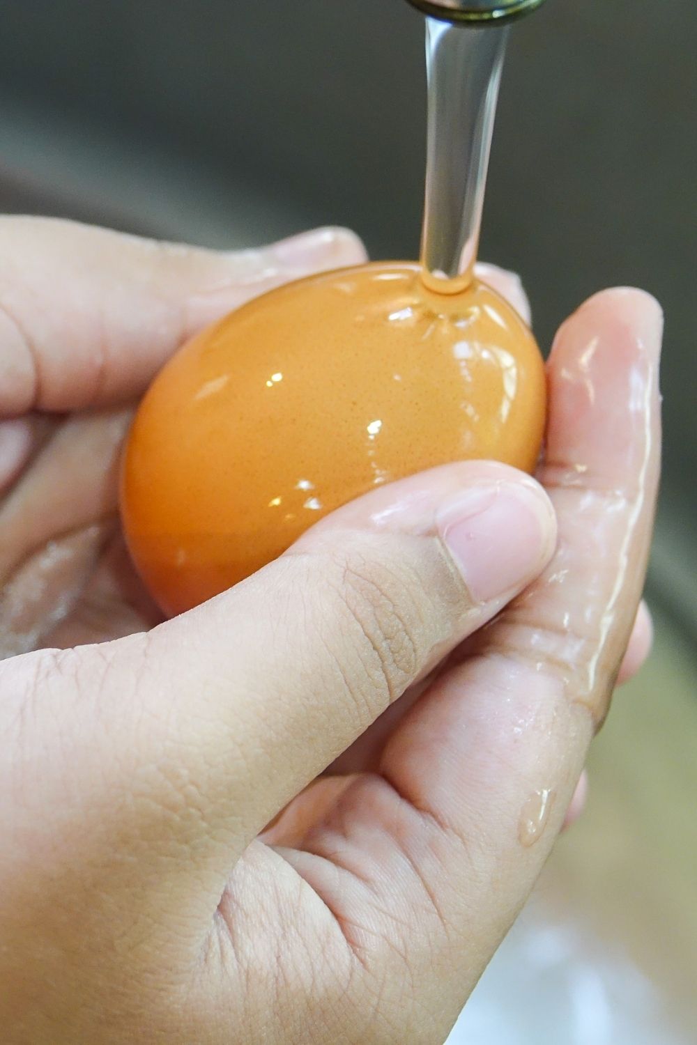 21 FAQ About Incubating Chicken Eggs