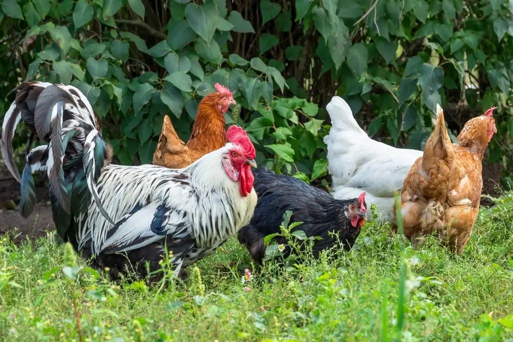 How to Safely Combine Two Flocks of Chickens7 Simple Tips