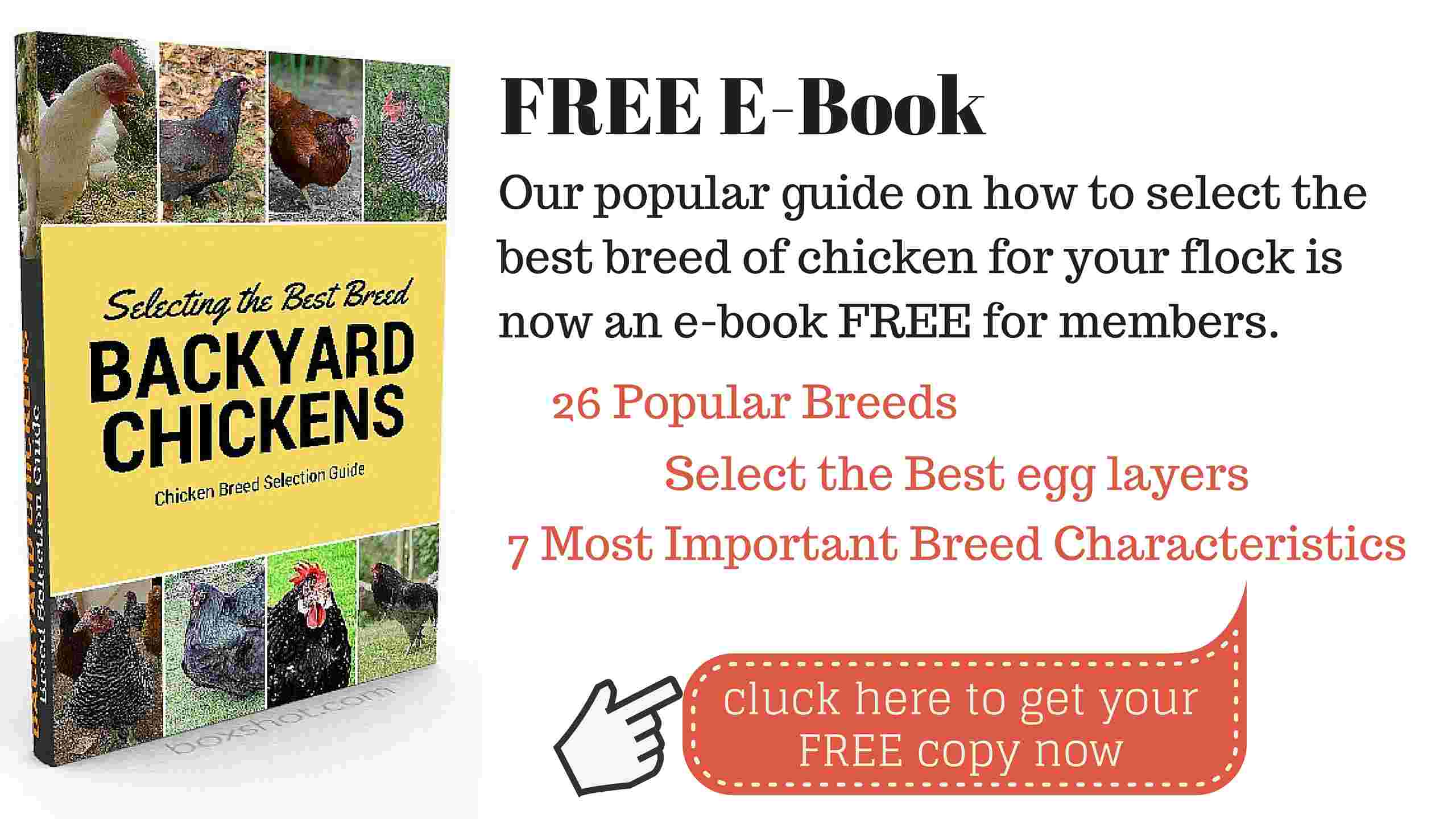 Guide for Selecting the Best Backyard Chicken Breed Backyard Chicken Zone