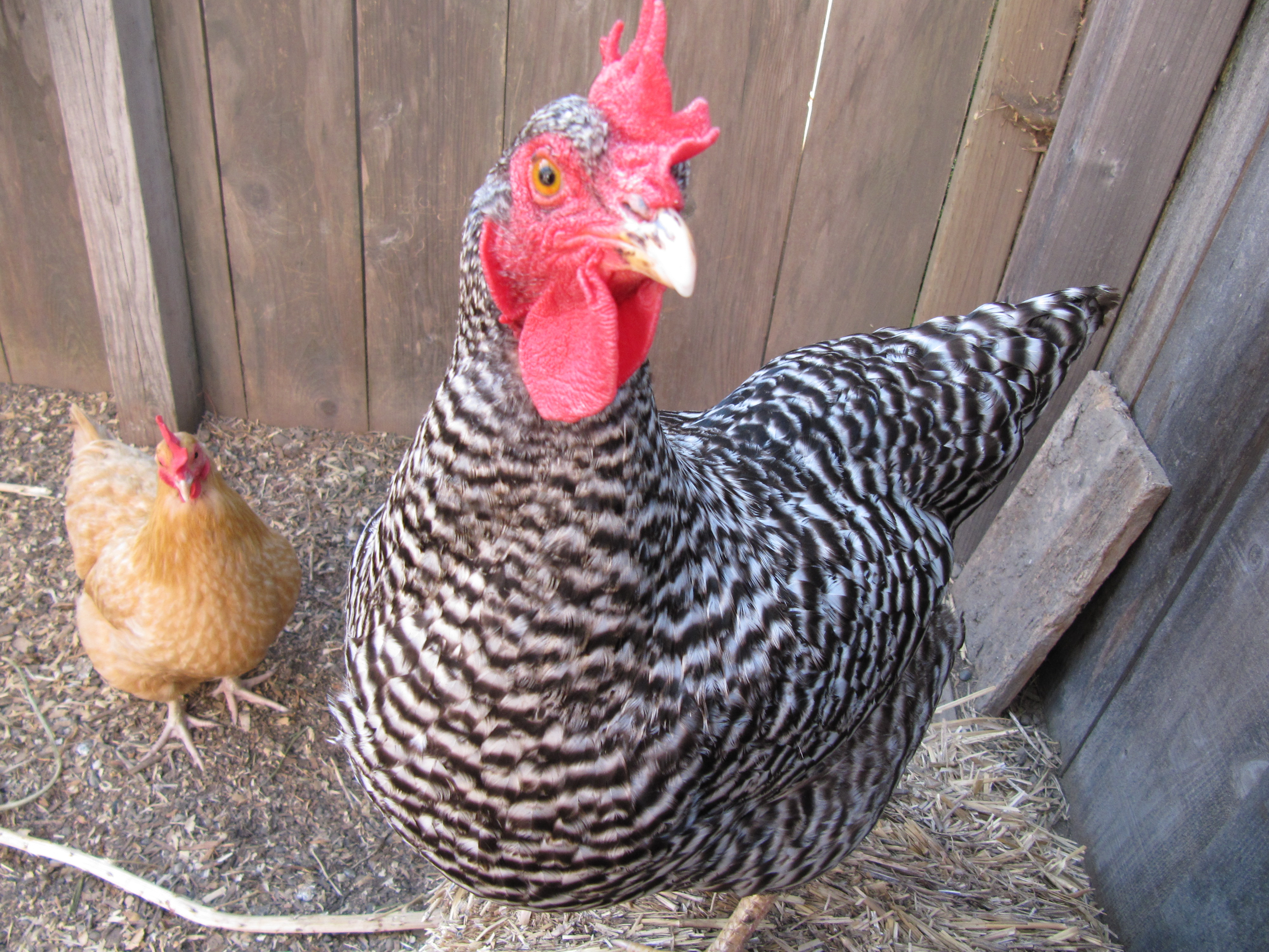 Photo chickens 2 Backyard Chicken Zone