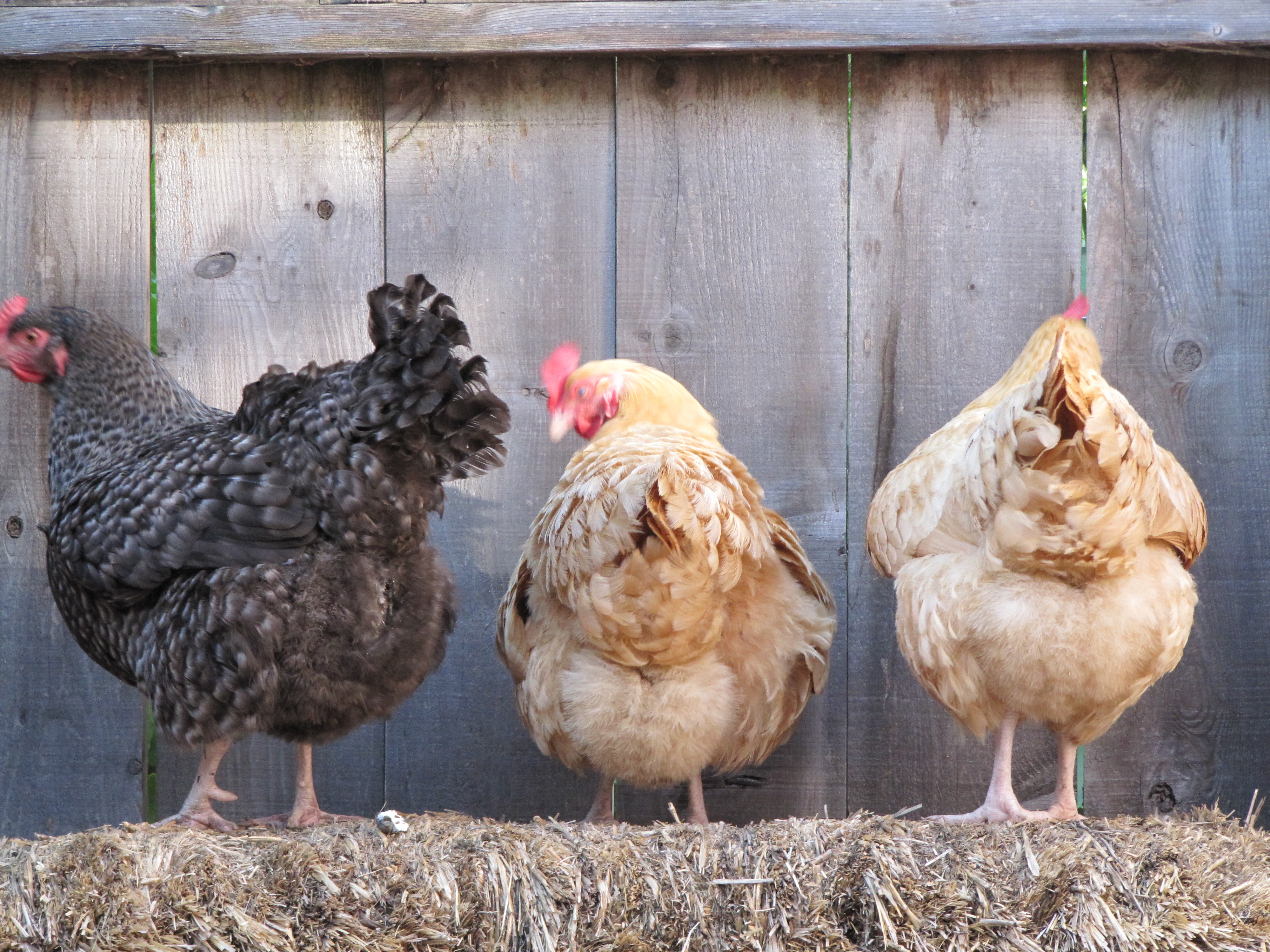 Photo chickens backs Backyard Chicken Zone