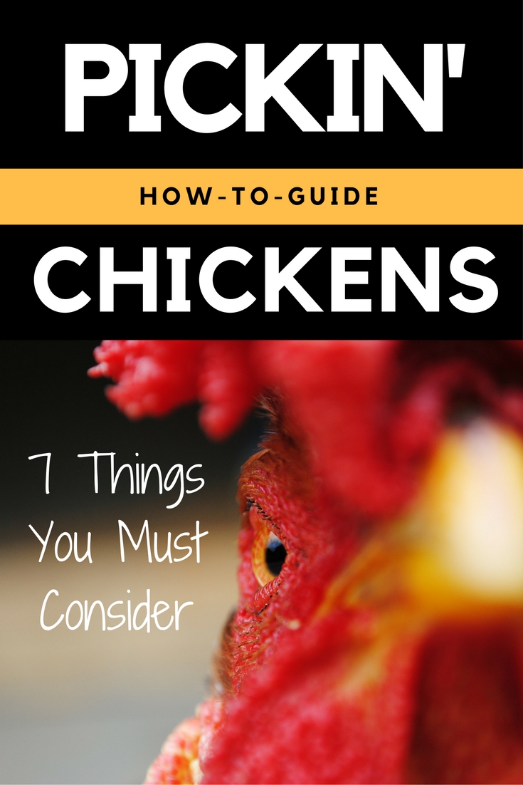 The Best Backyard Chicken Breeds Backyard Chicken Zone