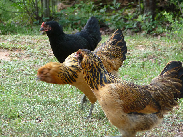Top 5 Best Egg Laying Chickens Backyard Chicken Zone