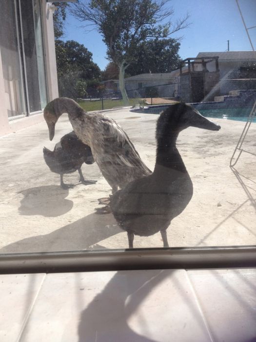 The best backyard duck Backyard Ducks