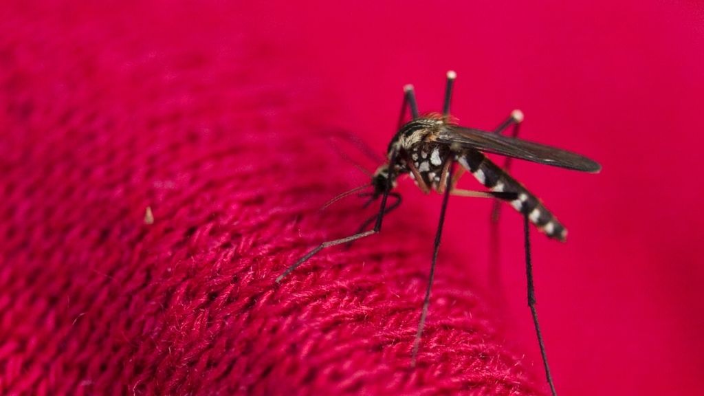 Can Mosquitos Bite Through Clothes (I Hate Mosquitos)