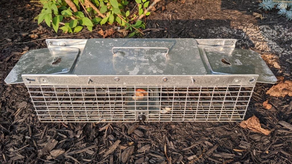 How to Trap Chipmunks 5+ Effective Tips