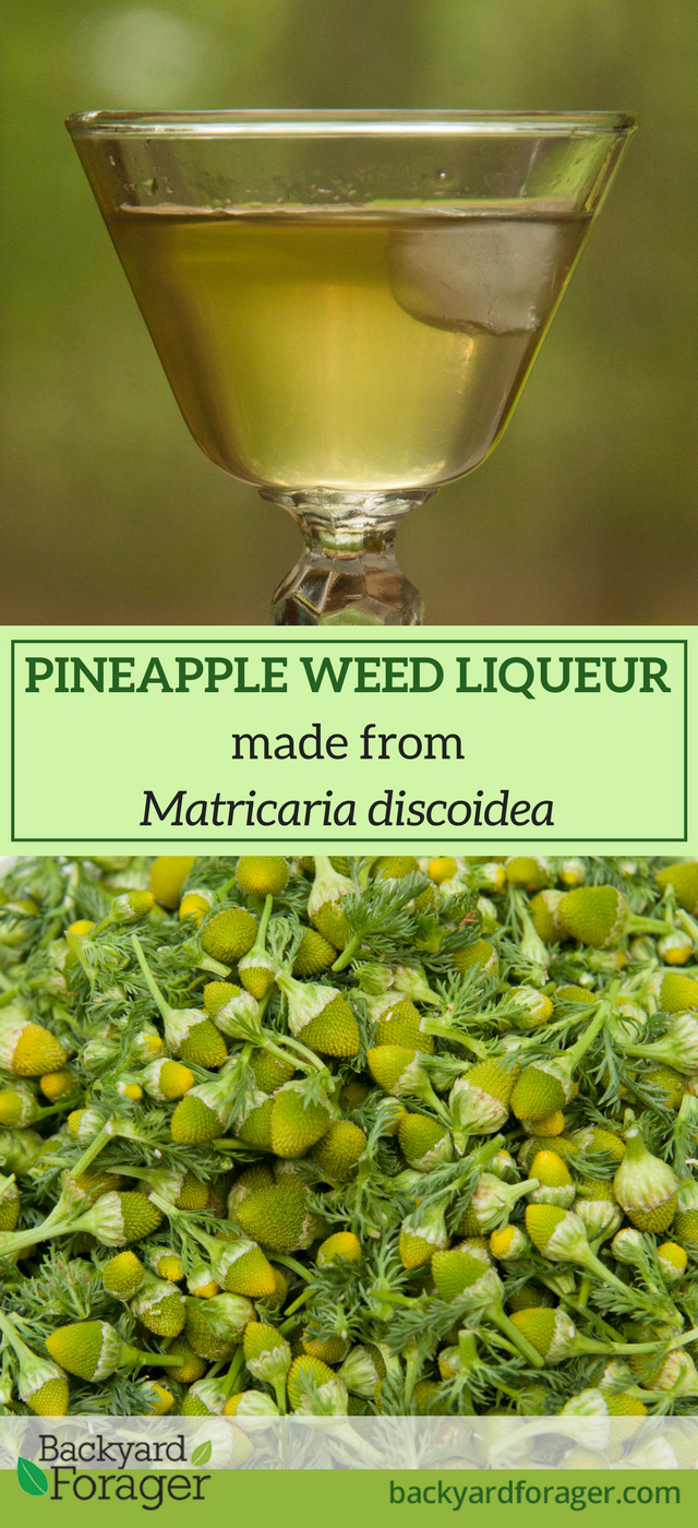 Pineapple Weed Liqueur a Toast to Summer Backyard Forager
