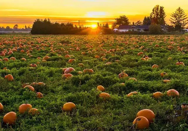 Harvesting Pumpkins