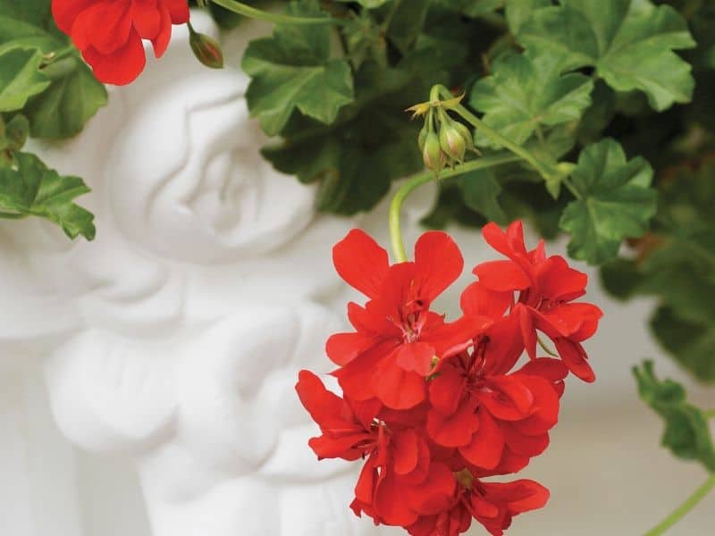 Best Plants For Hanging Baskets