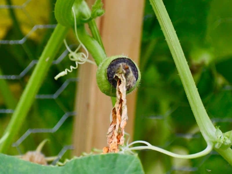 Check spelling or type a new query. What Is Blossom End Rot? A Quick Guide To Identification ...