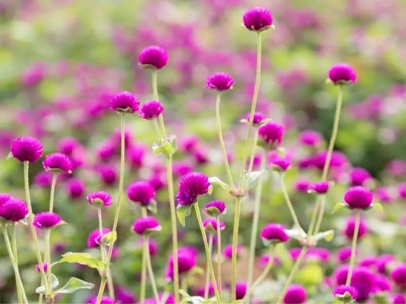 13 Flowers That Start With G